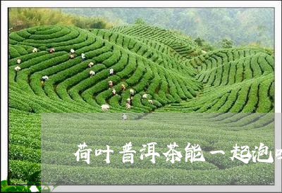 荷叶普洱茶能一起泡吗/2023092682836