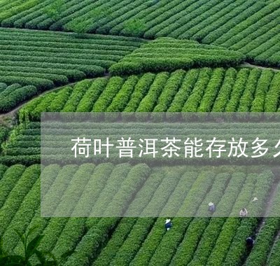 荷叶普洱茶能存放多久/2023080291503