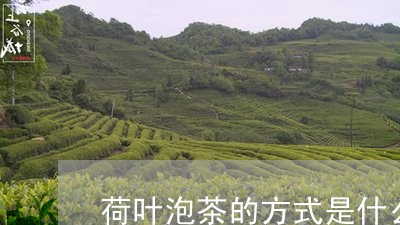 荷叶泡茶的方式是什么/2023060847482