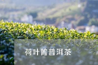 荷叶箐普洱茶/2023102582792