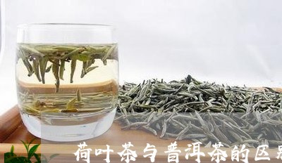 荷叶茶与普洱茶的区别/2023062338372