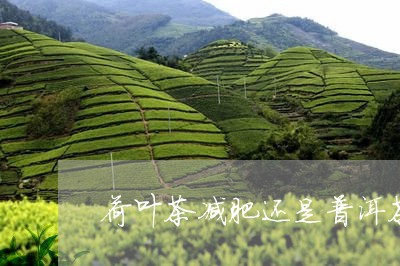 荷叶茶减肥还是普洱茶/2023100722725