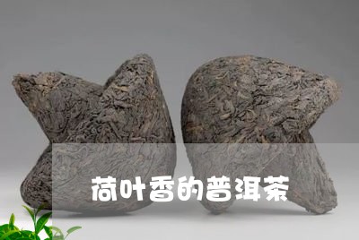 荷叶香的普洱茶/2023101672513