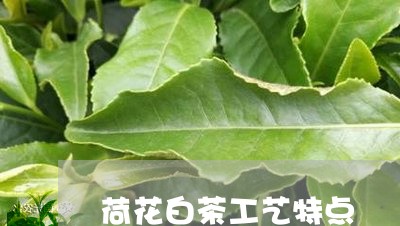 荷花白茶工艺特点/2023071143917