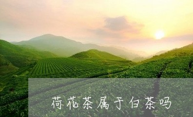 荷花茶属于白茶吗/2023071132504