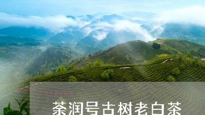 荼润号古树老白茶/2023111794739