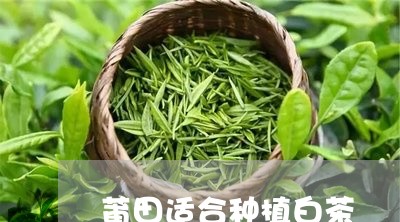 莆田适合种植白茶/2023071160571