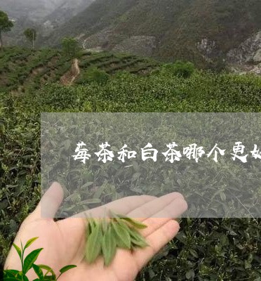 莓茶和白茶哪个更好喝一点/2023042806360