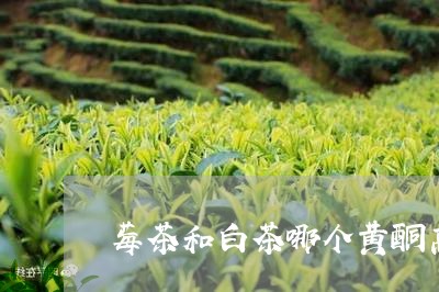 莓茶和白茶哪个黄酮高一点/2023042817361