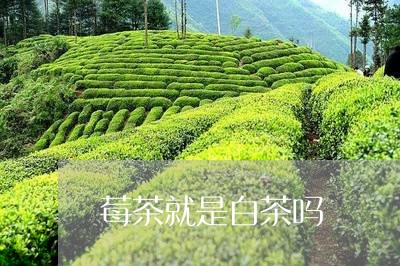 莓茶就是白茶吗/2023060931724