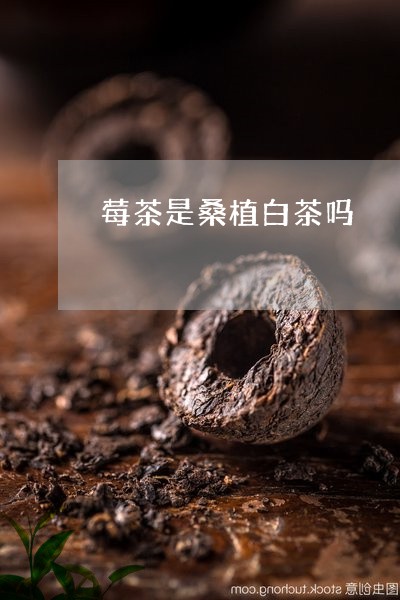 莓茶是桑植白茶吗/2023071114038