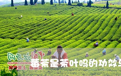 莓茶是茶叶吗的功效与作用禁用/2023053157191