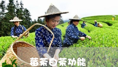 莓茶白茶功能/2023052352715