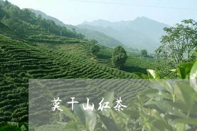 莫干山红茶/2023090240394