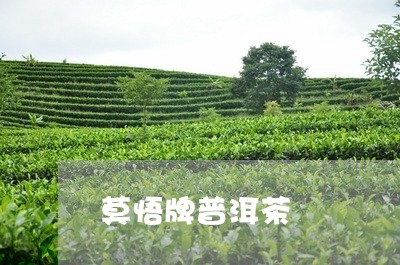 莫悟牌普洱茶/2023042819959