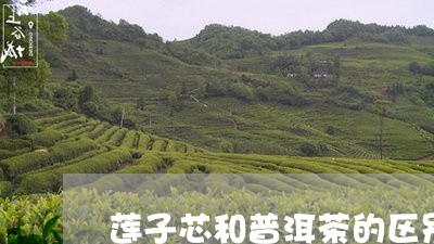 莲子芯和普洱茶的区别/2023062404836