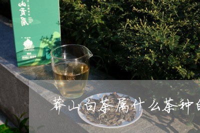 莽山白茶属什么茶种的一种/2023042819492