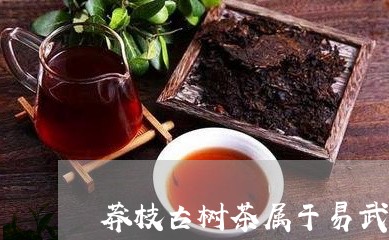 莽枝古树茶属于易武吗/2023092314178