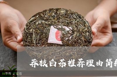 莽枝白茶推荐理由简短一点/2023042821605