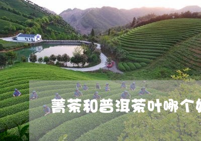 菁茶和普洱茶叶哪个好/2023062175179