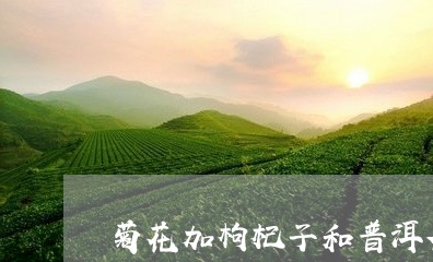 菊花加枸杞子和普洱茶/2023061715069