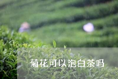 菊花可以泡白茶吗/2023071125058