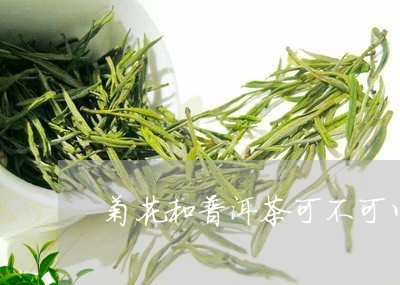 菊花和普洱茶可不可以一起泡/2023052770683