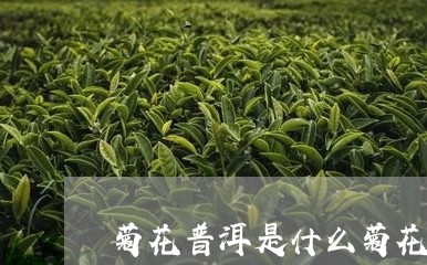 菊花普洱是什么菊花/2023042707251