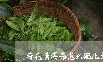 菊花普洱茶怎么配比最好/2023082524826