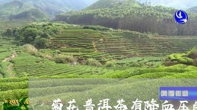 菊花普洱茶有降血压的功效吗/2023052704927