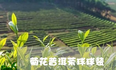 菊花普洱茶球球装/2023120435139