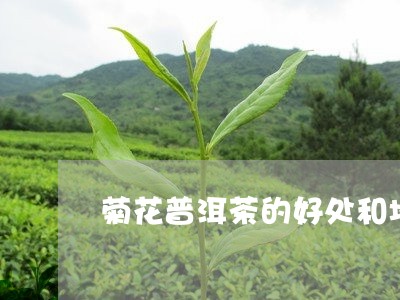 菊花普洱茶的好处和坏处/2023122065950