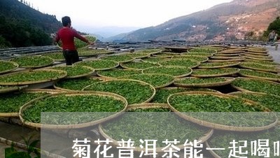 菊花普洱茶能一起喝吗/2023092648461