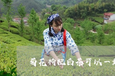 菊花枸杞白茶可以一起喝吗/2023042861714