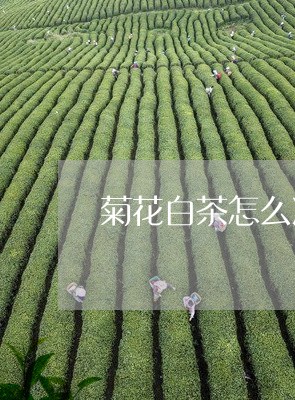 菊花白茶怎么冲泡最好喝/2023111748381