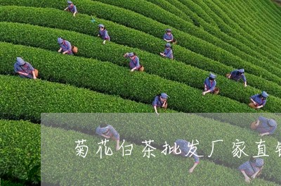 菊花白茶批发厂家直销价格/2023042885257