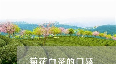 菊花白茶的口感/2023060953727