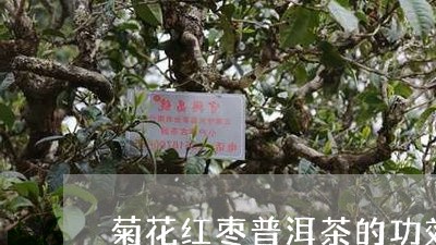 菊花红枣普洱茶的功效/2023073187705