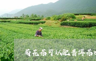 菊花茶可以配普洱茶吗/2023072482503