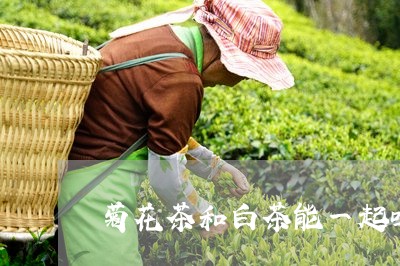 菊花茶和白茶能一起吗/2023111765247