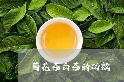 菊花茶白茶的功效/2023071179572