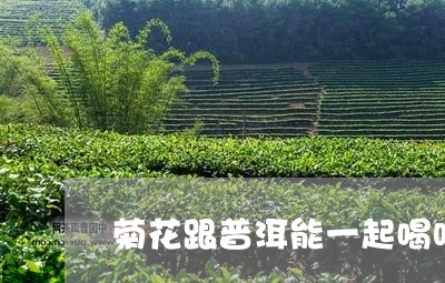 菊花跟普洱能一起喝吗/2023061432814