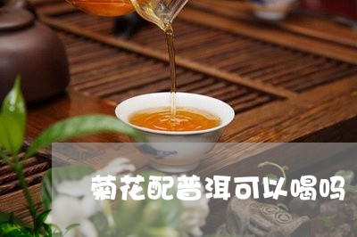 菊花配普洱可以喝吗/2023042752595