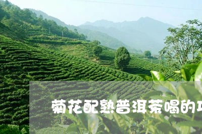 菊花配熟普洱茶喝的功效/2023050682726