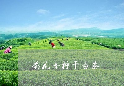 菊花青柠干白茶/2023060967831