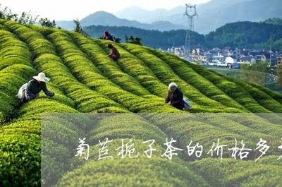 菊苣栀子茶的价格多少/2023092001047