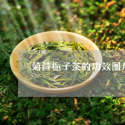 菊苣栀子茶的功效图片/2023071598192