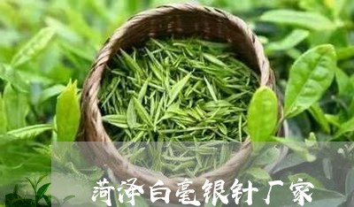 菏泽白毫银针厂家/2023090787462