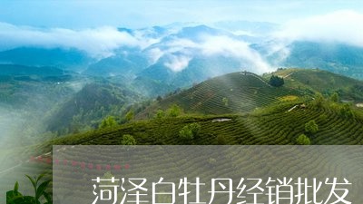 菏泽白牡丹经销批发/2023120539479