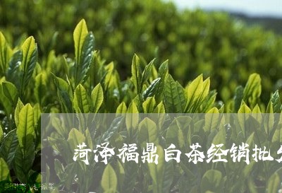 菏泽福鼎白茶经销批发商/2023092169372